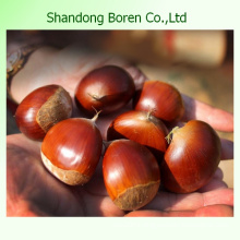2015 New Crop Chinese Fresh Chestnut